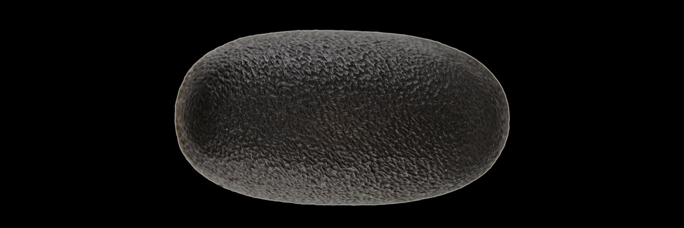 Daimyo FF Tanto 31,12 cm Gold Eagle