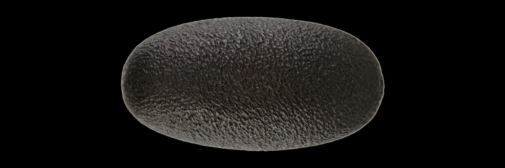 Daimyo FF Katana 73.66 cm Gold Eagle